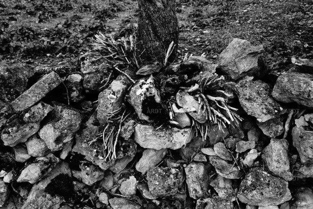 Baum Füße 2 | ARDT Foto Kunst