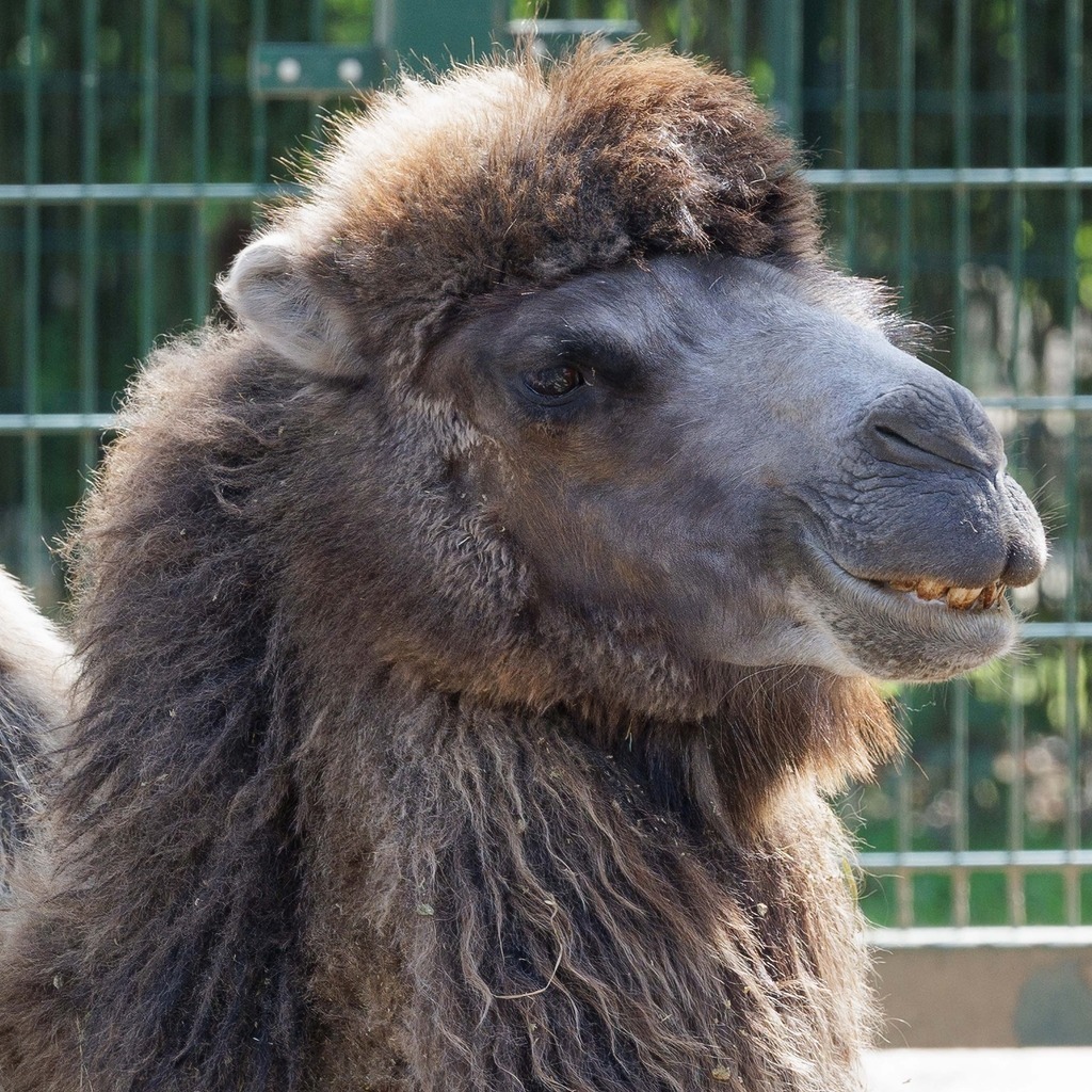 2026414-123514Zoo_Frankfurt100L0765_finish | Fotografie mit Perspektive: Luftfahrt, Menschen & Natur. Hochwertige Fine-Art-Fotografie, visuelles Storytelling und emotionale Bildwelten entdecken & kaufen.Fine Art Fotografie, visuelles Storytelling, Luftfahrtfotografie, emotionale Fotokunst - Realisiert mit Pictrs.com