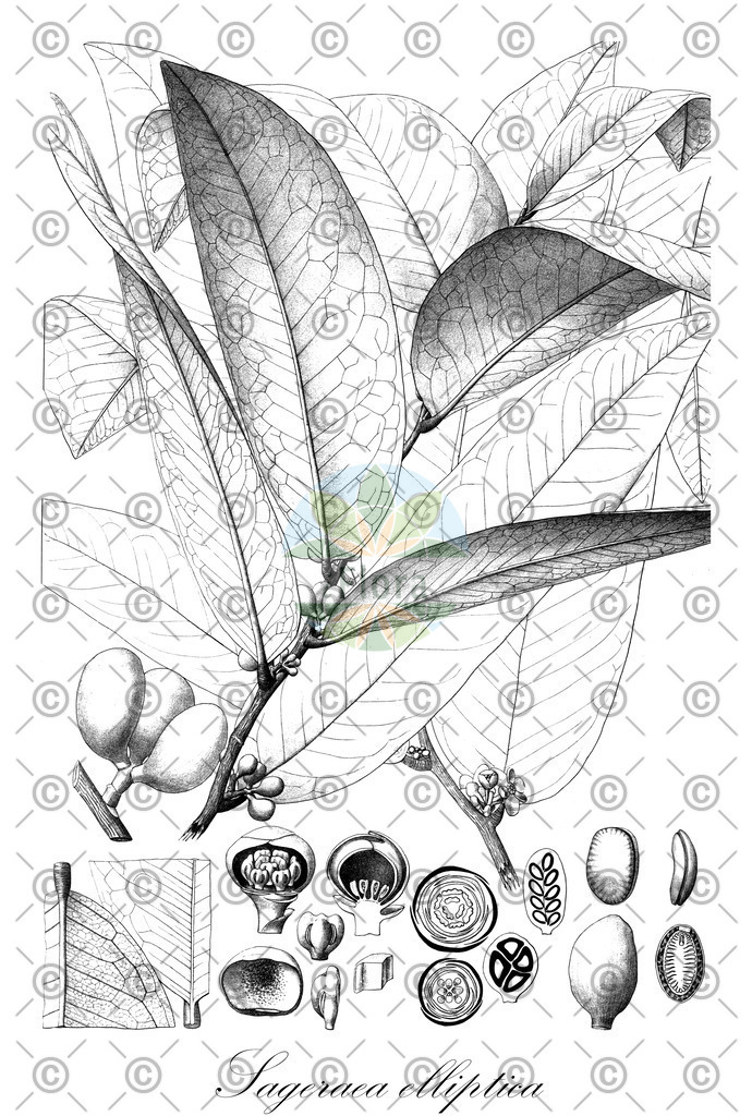 HistAbb_EMP_101987_SRC_Sturm_1796_FLORAD_SIMPLE | Historische Abbildung von Sageraea elliptica - Annonaceae | Historical Illustration of Sageraea elliptica - Annonaceae