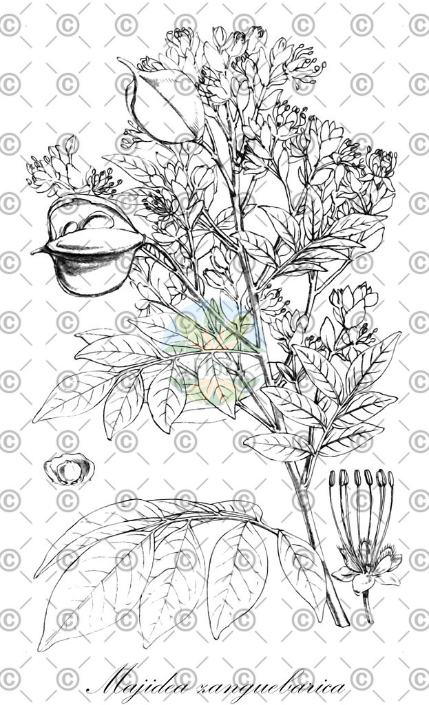 HistAbb_wfo-0000449806_1_ENZY_Simple | Historische Abbildung von Majidea zanguebarica - Sapindaceae | Historical Illustration of Majidea zanguebarica - Sapindaceae