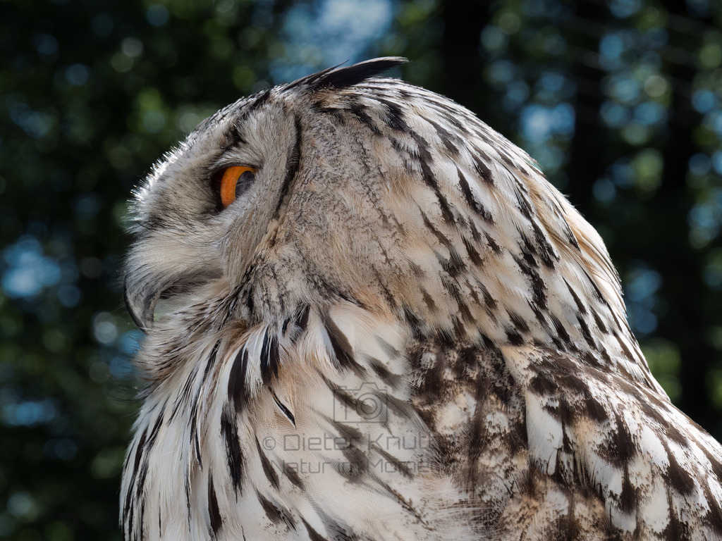 P1000192-Bearbeitet-2017-LR | Natur im Moment - Realisiert mit Pictrs.com