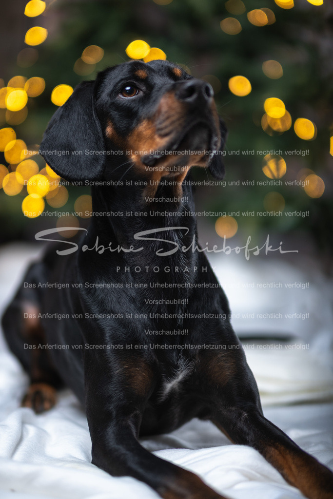 DSCF4369 | People- und Tierfotografie, Imageaufnahmen, Veranstaltungsfotografie und Wandbilder aus der Natur ★ Made in Germany ✔️ Druck + Downloads ✔️ Naturfotografie in Top Qualität ★ schneller Versand, weltweite Lieferung! - Realisiert mit Pictrs.com