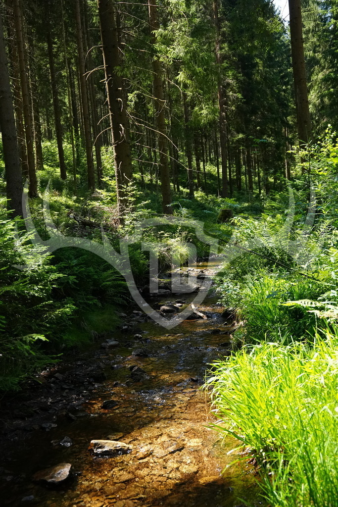 FC101438 | Fotogalerie der Treibjagd im Dunkelwald - Dein MTB Etappenrennen im Erzgebirge - Realisiert mit Pictrs.com
