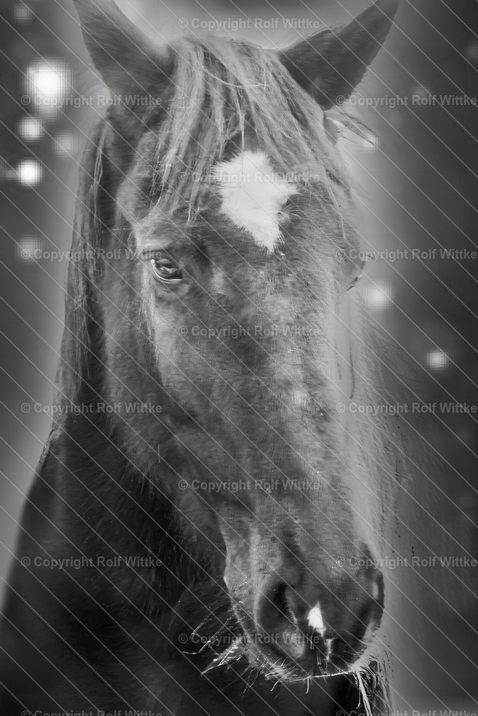 Pferd1.0 | Rolf Wittke  - Realisiert mit Pictrs.com