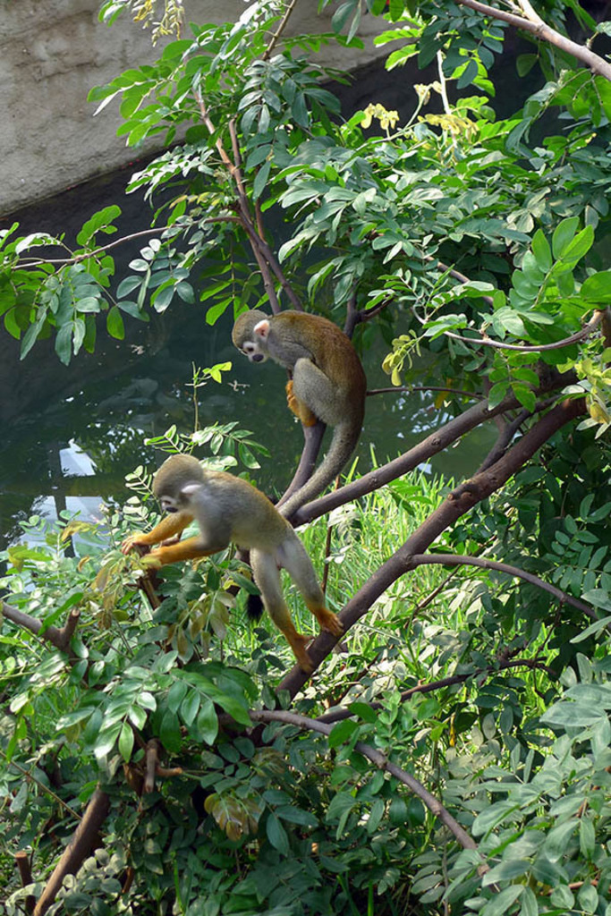 Gondwanaland im Zoo Leipzig | Das Team hinter BILDLEXIKON LEIPZIG bündelt historische wie aktuelle Informationen über die Stadt Leipzig in Text und Bild auf einer Plattform und stellt diese der interessierten Öffentlichkeit zur Verfügung.
