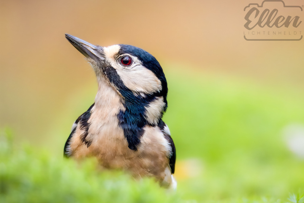 Curious Gaze | A close-up of a great spotted woodpecker, its bright eye and sharp beak highlighted against a soft background. The portrait captures both elegance and alertness in this woodland bird. - Realisiert mit Pictrs.com