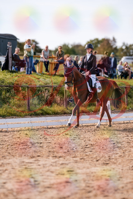 2026_10_03_Siefer-Hof_133124_Z81_85100651 | Professionelle Reitsport-, Turnier- und Eventfotografie von Robert Broda. Galerien mit ausgewählten und bearbeiteten Bildern direkt online ansehen und bestellen.