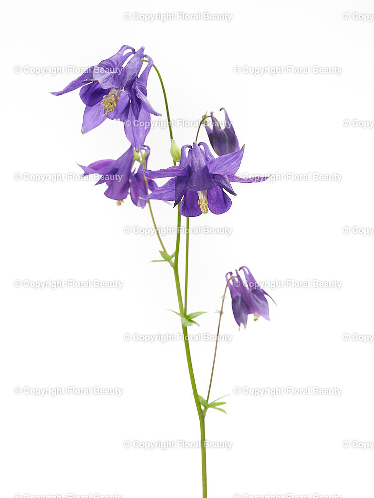 Aquilegia-vulgaris-101495-HS-145 | Onlineshop für hochwertige Wandbilder. Bei uns findet ihr selbstgestaltete Blumenmotive. Das perfekte Geschenk, als Praxisdeko oder die eigene Wohnung. Alle künstlerischen Blumenfotos sind auf Leinwand, FineArtPrint, Kunstdruck und vielem mehr zu erwerben - Realisiert mit Pictrs.com