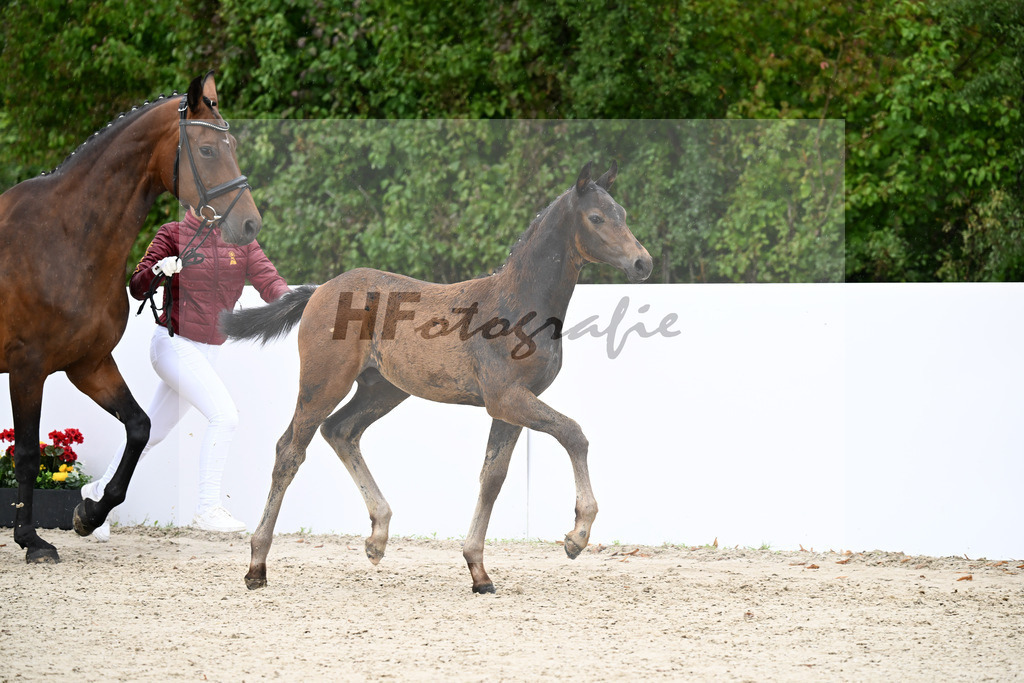 Charthago Blue x Chatender_HF_Gruber_23250382 | hf-fotografie - Realizzato con Pictrs.com