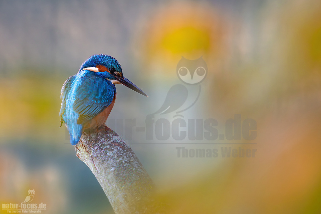 R5M22892_20251121 | Ein farbenprächtiger Eisvogel (Alcedo atthis) sitzt auf einem kahlen Ast und blickt nach unten. Sein Rücken und Kopf zeigen ein schillerndes Blau, während Brust und Bauch in warmem Orange leuchten. Der Hintergrund ist weich unscharf und zeigt eine Mischung aus warmen Gelb- und Orangetönen sowie kühleren Grau- und Blautönen, was eine friedliche und natürliche Atmosphäre schafft. - Realisiert mit Pictrs.com