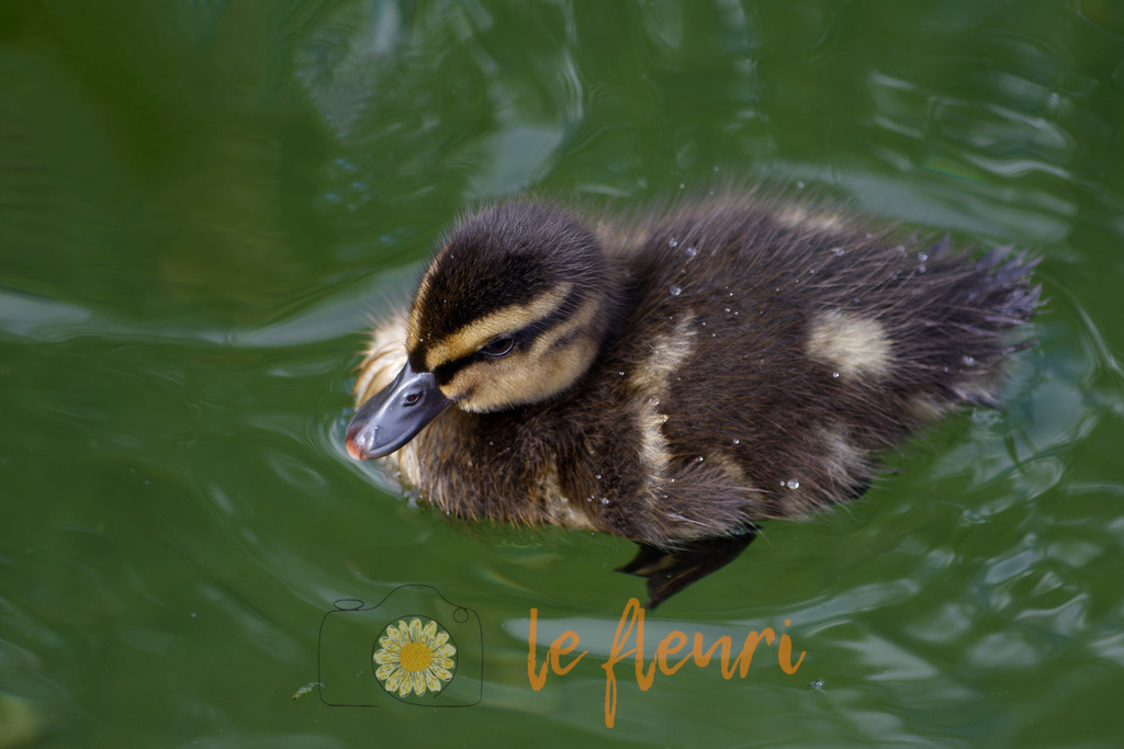 Entchen | Dies ist der Shop von Florian Blum - le fleuri. Langenthal, Bern, SchweizSie können hier meine oder ihre eigenen Fotos als Fotoprodukte kaufen. Tassen, Schlüsselanhänger, Taschen etc. können Sie hier gestalten.  - Realisiert mit Pictrs.com