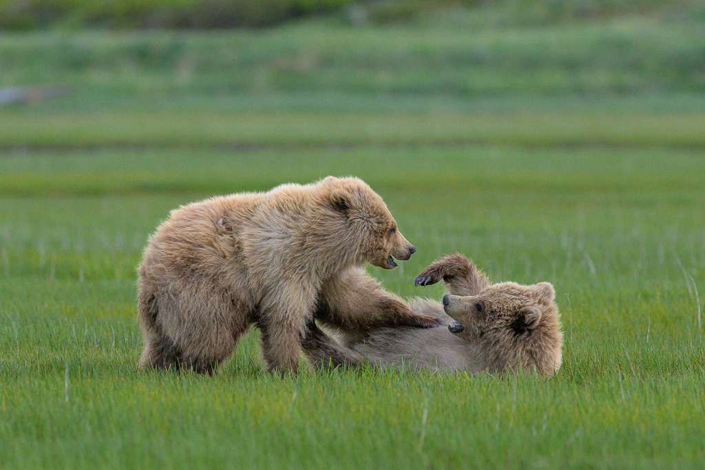 Alaska | Braunbären im Katmai National Park. - Realisiert mit Pictrs.com