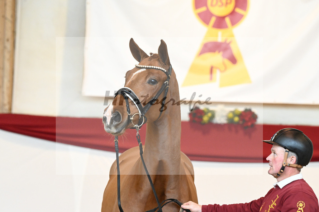 Kat-Nr. 53 Va Bene x Locksley III_Albert_43230929 | hf-fotografie - Realisiert mit Pictrs.com