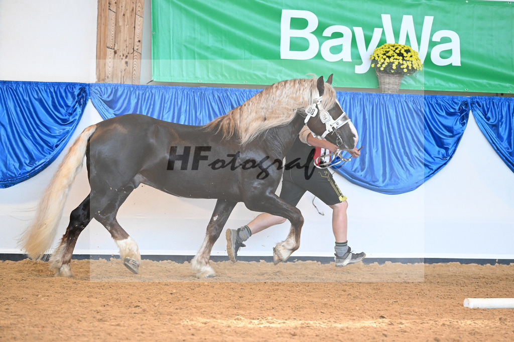 Kat-Nr. 98 Valegro_Oltmanns_53220688 | hf-fotografie - Realisiert mit Pictrs.com
