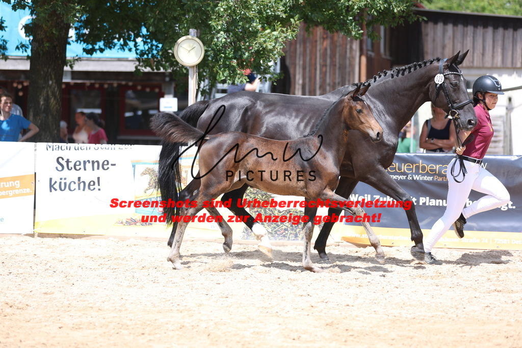 Fohlenschau_Schwäbisch_Hall_springbetonte_Fohlen_KN 29_6 | lmwpictures - Realisiert mit Pictrs.com