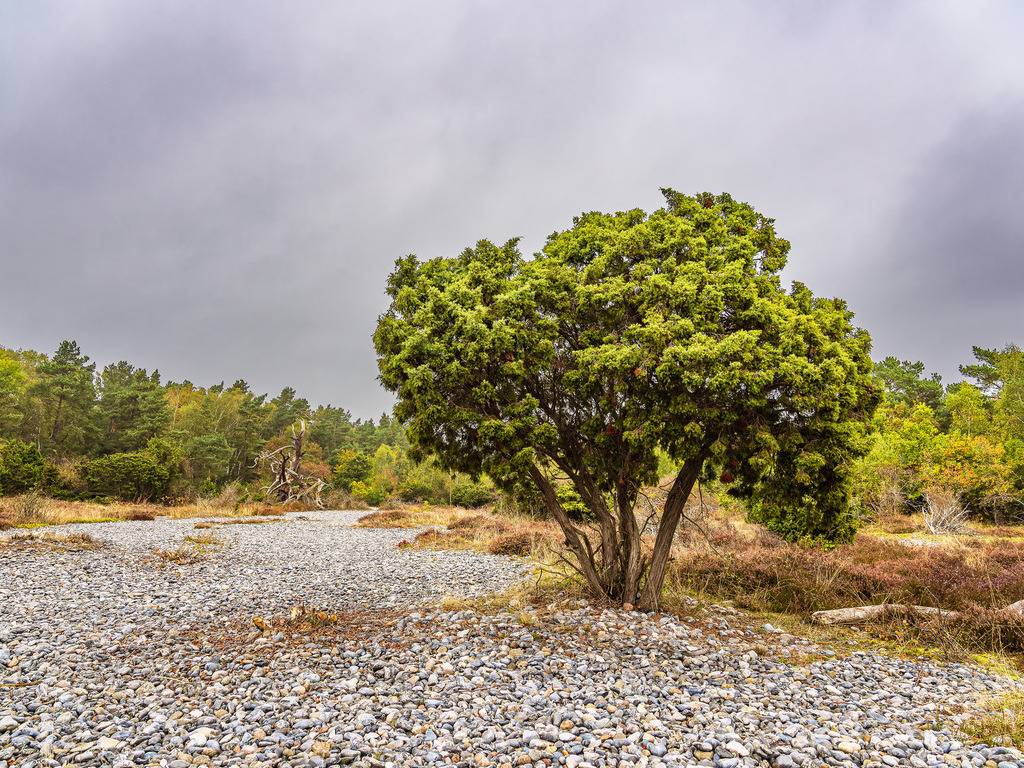 Feuersteinfelder bei Prora auf der Insel Rügen | Feuersteinfelder bei Prora auf der Insel Rügen.