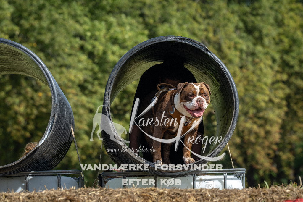 1311_ZZ92577 | kk-dogfotos