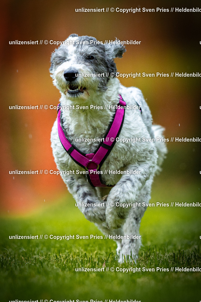 Sven Pries | 2025-09-21 - Hunderennen Baden-Oos - Realisiert mit Pictrs.com