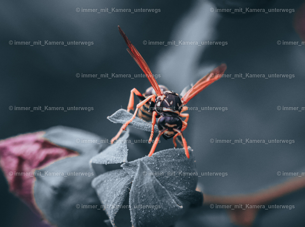 IMG_8819 | immer_mit_kamera_unterwegs