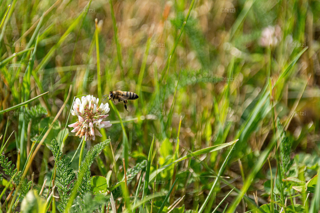 Lesachtal-Juli19_20190719-172753_Wiese (1)-k | Fatzi Bilder-Archiv! 
Die Bilder sind für private Nutzung lizenzfrei. Die kommerzielle Nutzung ist möglich und erwünscht, jedoch bitte ich um vorherige Kontaktaufnahme per E-Mail (info@fatzi.at) oder unter +43 650 7828269 - Realisiert mit Pictrs.com