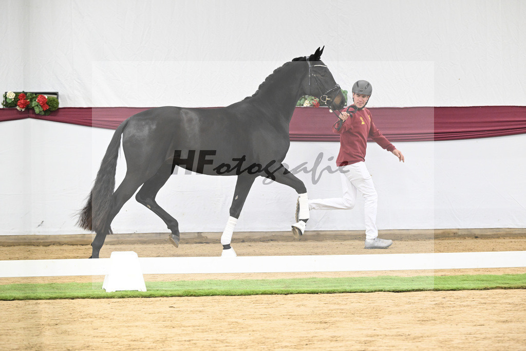 Kat-Nr. 112 Fynch Hatton x Damon Hill_Sibille Hachtel_47253354 | hf-fotografie - Realisiert mit Pictrs.com