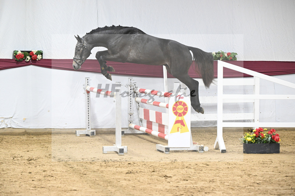 Kat-Nr. 9 Charthago Blue x C-Indoctro_ECS Livestock BV_47253319 | hf-fotografie - Realisiert mit Pictrs.com