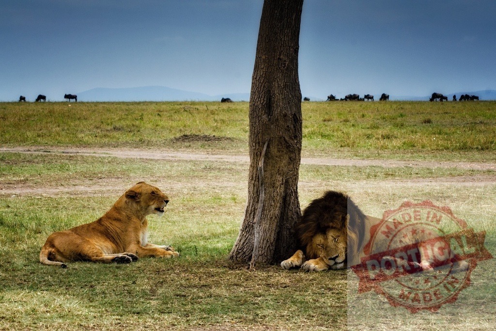 Lions resting under tree on African savanna with wildebeest | Lions relaxing under a tree with a herd of wildebeest grazing in the distant savanna - Realized with Pictrs.com