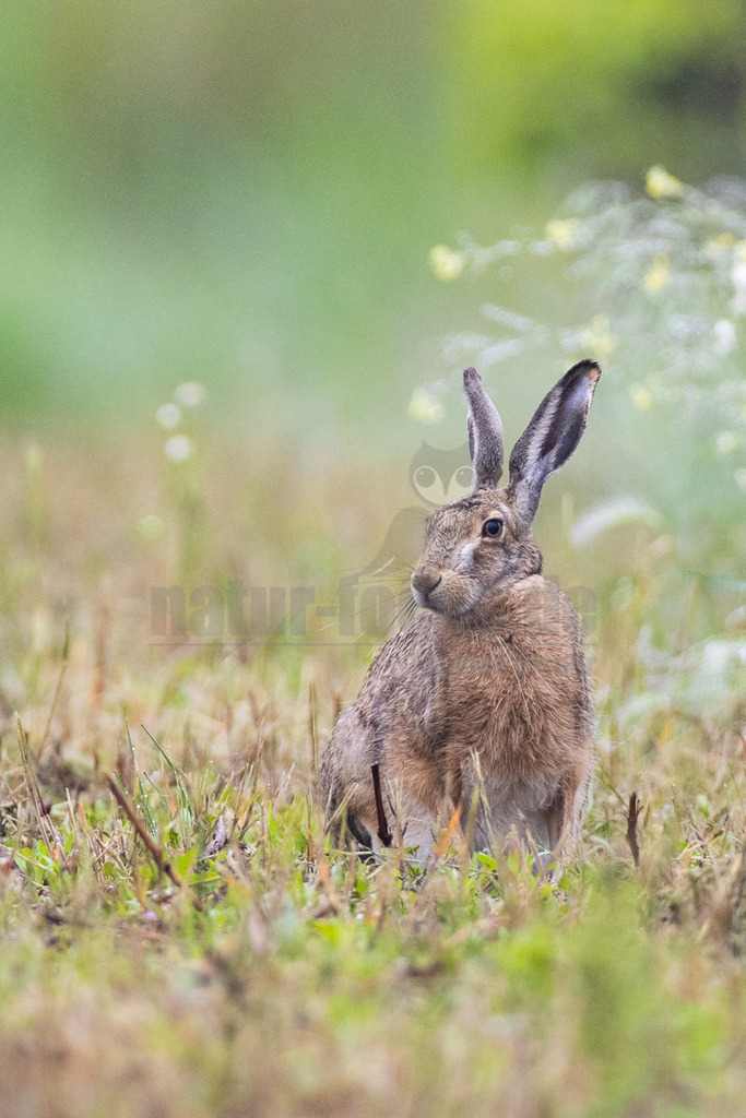 R7NF8287_20240508_20240508-2 | Der Feldhase (Lepus europaeus) ist ein faszinierendes Tier: Er ist nicht nur ein Meister der Tarnung mit einem ausgezeichneten Gehör, sondern auch ein exzellenter Sprinter mit einer ausgefeilten Fluchttechnik, den so schnell keiner einholt. Doch leider machen insbesondere die Intensivierung der Landwirtschaft und die Zerschneidung der Landschaft dem Feldhasen das Leben schwer. - Realisiert mit Pictrs.com