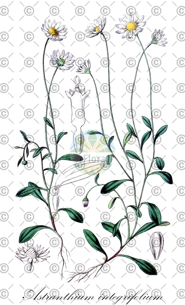 HistAbb_EMP_107143_SRC_Schlechtendal_FLORAD_SIMPLE | Historische Abbildung von Astranthium integrifolium - Asteraceae | Historical Illustration of Astranthium integrifolium - Asteraceae
