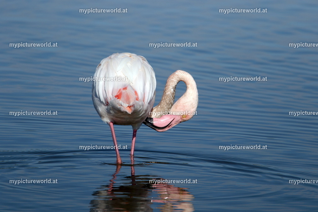 Rosaflamingo-070 | Das Bilderarchiv über Tiere, Planzen und Landschaften. In der Bilddatenbank finden Sie ein große Auswahl an hochwertigen Bilder für Ihre Werbung - Realisiert mit Pictrs.com