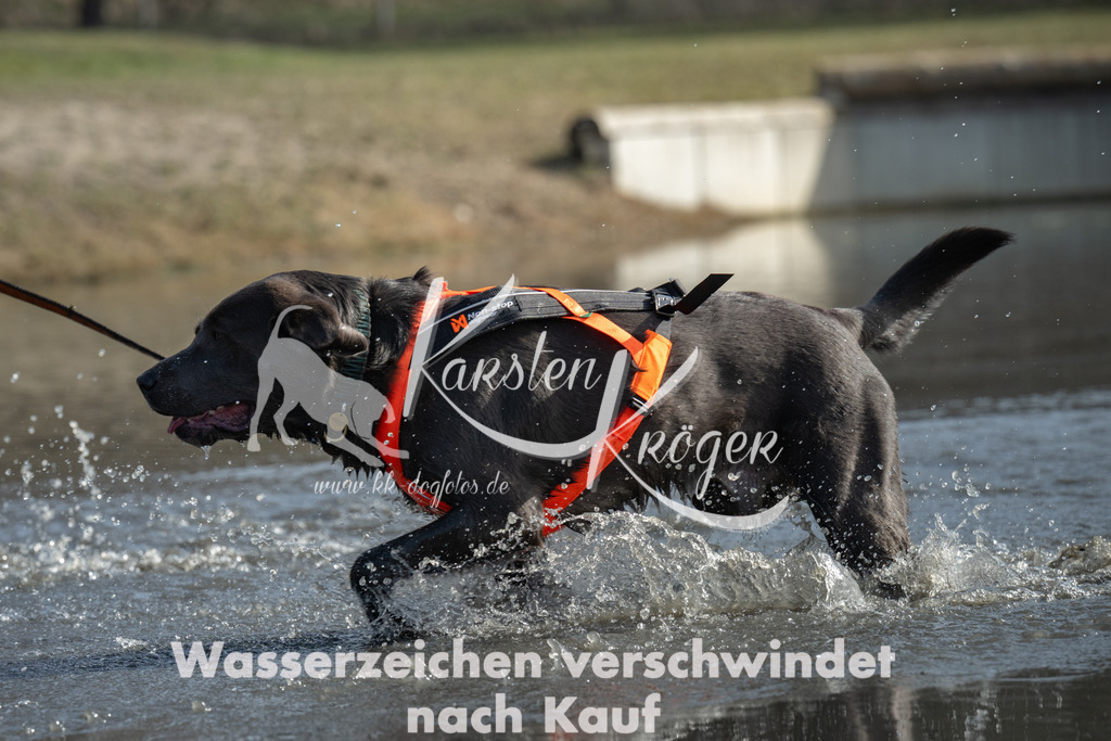1147_ZZ96497-2 | kk-dogfotos