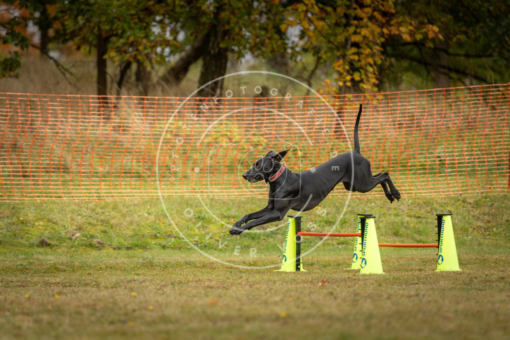 Pfotenfotografie_DV3A2831 | Hundefotografie, Tierfotograf, Pfotenfotografie, Fotoshooting Hund, Hunde Portrait, Hundesport, Hundeportraits, Heideshooting, Hunde, Sportfotograf, Hundefotograf, Turnierhundsport, THS,  - Realisiert mit Pictrs.com