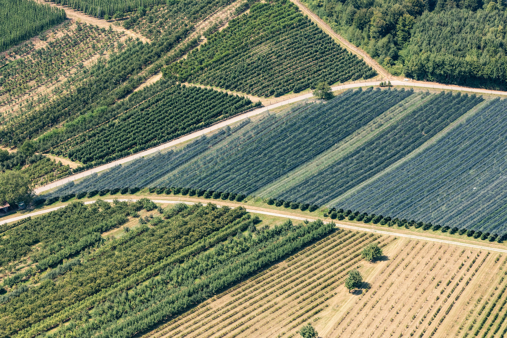 dr__0016309.jpg | TETTNANG 03.08.2018 Baumreihen einer Obstanbau- Plantage auf einem Feld in Tettnang im Bundesland Baden-Württemberg, Deutschland. // Rows of trees of fruit cultivation plantation in a field in Tettnang in the state Baden-Wurttemberg, Germany. Foto: Daniel Reiter