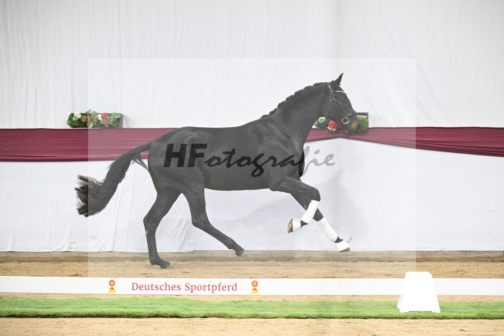 Kat-Nr. 112 Fynch Hatton x Damon Hill_Sibille Hachtel_47253396 | hf-fotografie - Realisiert mit Pictrs.com