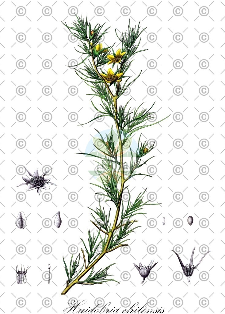 HistAbb_wfo-0001346732_1_ENZY_Simple | Historische Abbildung von Huidobria chilensis - Loasaceae | Historical Illustration of Huidobria chilensis - Loasaceae