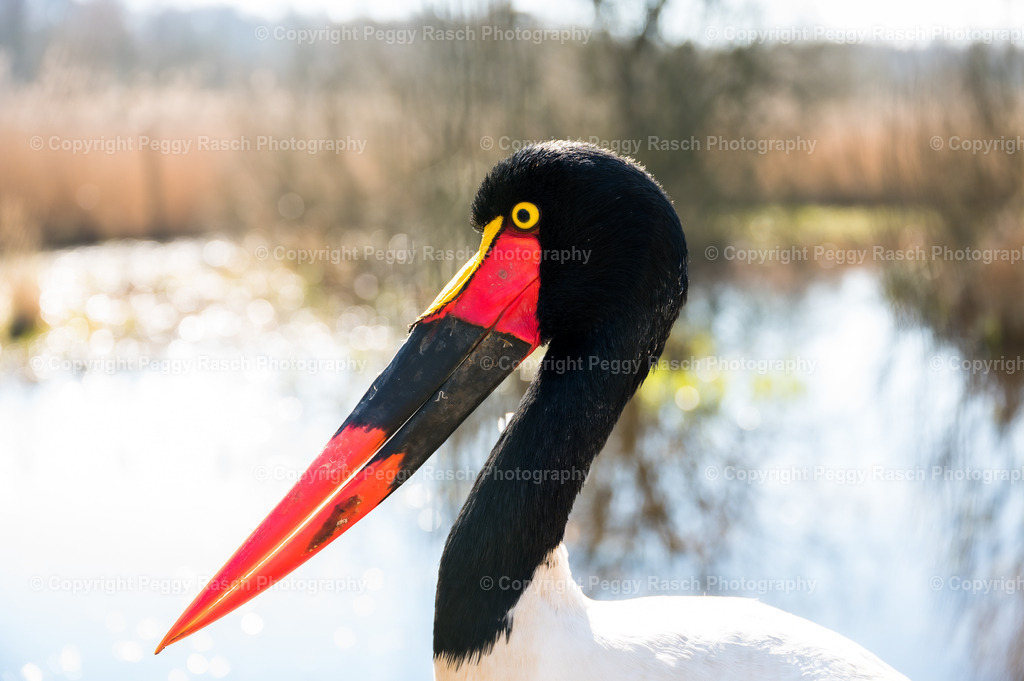 Vogelpark Niendorf (21) | PeggyRaschPhotography - Realisiert mit Pictrs.com