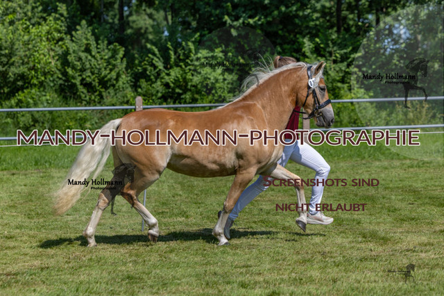 _MG_1603 | mandyhollmannphotographie