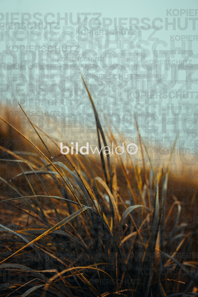 christmas tree elsfleth crazy mad thingy-3816 | BILDWALD - eine Auswahl an Bildern von Thomas Perrotton zum bestellen und genießen. Alle Bilder von Thomas Perrotton - Alle Bilder mit einer SONY Kamera gemacht - SONY TAMRON SIGMA PHOTOSHOP LIGHTROOM BILDWALD Online kaufen Bilderwald Wandbilder - Realisiert mit Pictrs.com