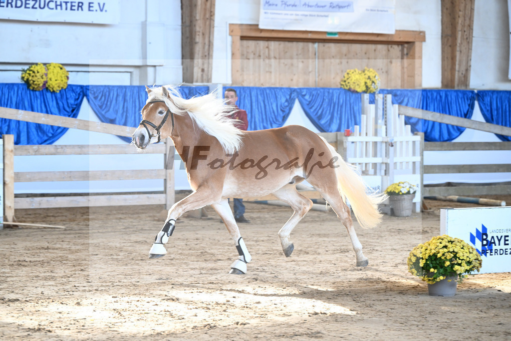 Kat-Nr. 3 Avalanche v. Ace of Hearts_Anger_48250053 | hf-fotografie - Realisiert mit Pictrs.com