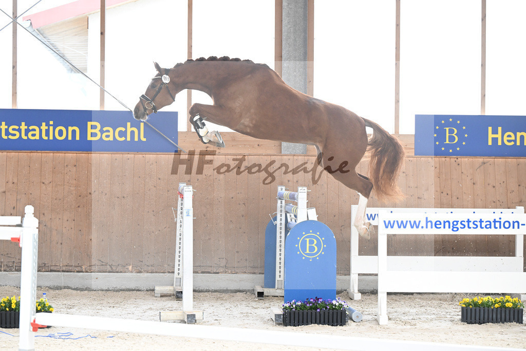 Kat-Nr. 51 nn v. Picobello vant Roosakker_Schindele_5250489 | hf-fotografie - Realizzato con Pictrs.com