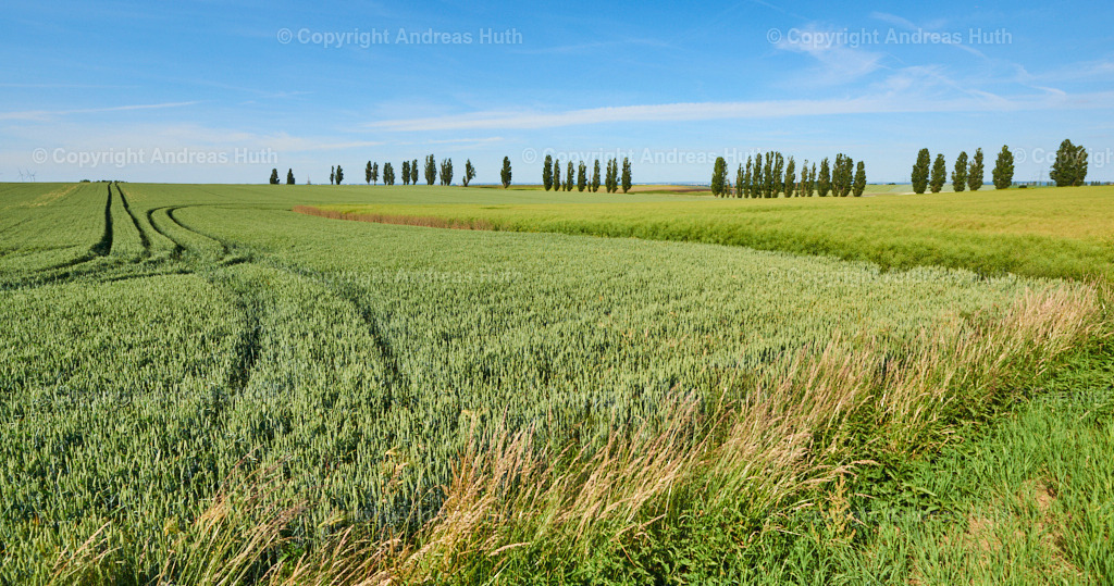 Die Allee nach Treben | Bedeutsame Landschaften Deutschlands - Realisiert mit Pictrs.com