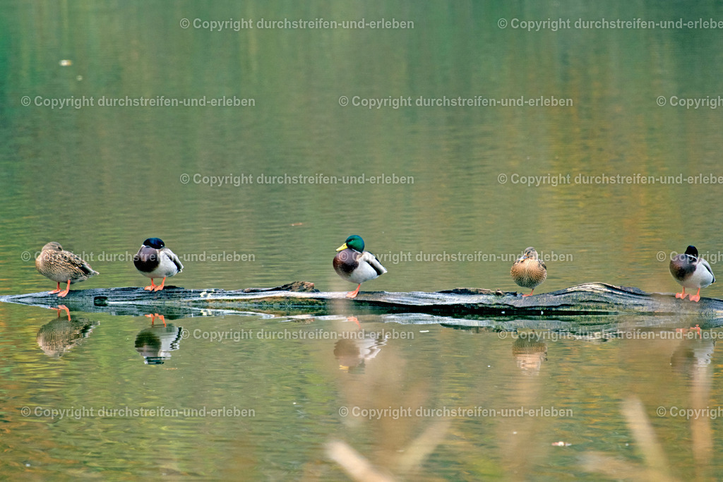 Stockenten sitzen paarweise auf einer schmalen Insel | Ruhende Stockentenpaare auf einer Insel im Vogelschutzgebiet Rieselfelder in Münster. Mallard duck pairs rest on a narrow island in the bird protection area Rieselfelder in Münster. - Realisiert mit Pictrs.com
