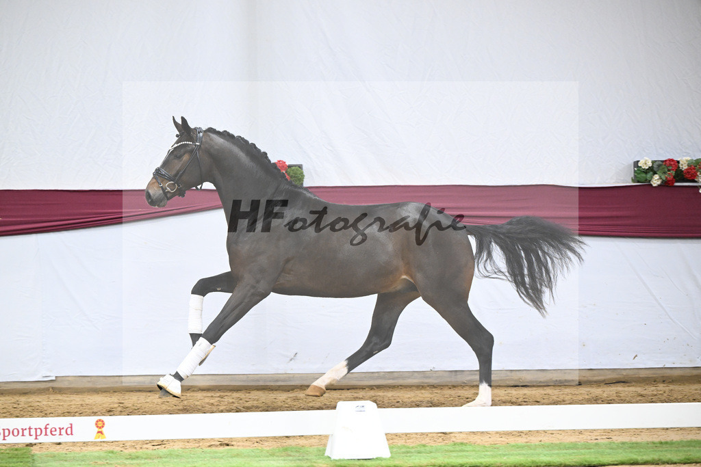 Kat-Nr. 53 Escanto PS x Dancier_Patrick Pongratz_47252007 | hf-fotografie - Realisiert mit Pictrs.com