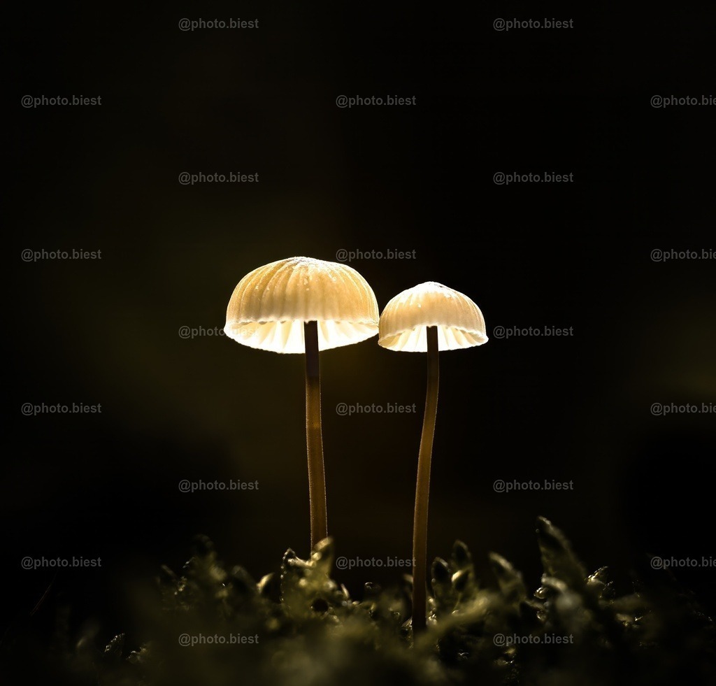 Leuchtquallen | Zwei kleine, leuchtende Pilze. - Realisiert mit Pictrs.com