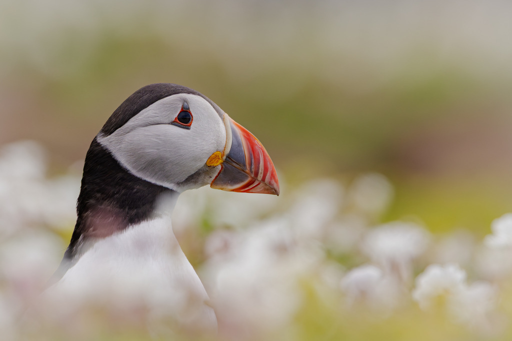 Hidden in Bloom | An Atlantic Puffin (Fratercula arctica) peers through a sea of spring wildflowers on Skomer Island, Wales. Framed by soft blossoms, the portrait captures a quiet moment in the breeding colony, where vibrant colours and gentle light reveal the bird's remarkable character.