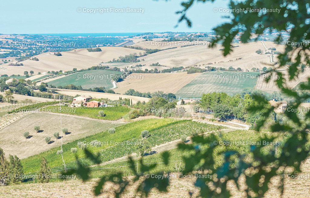 Weingut in Italien | hügelige Landschaft in Italien - Realized with Pictrs.com