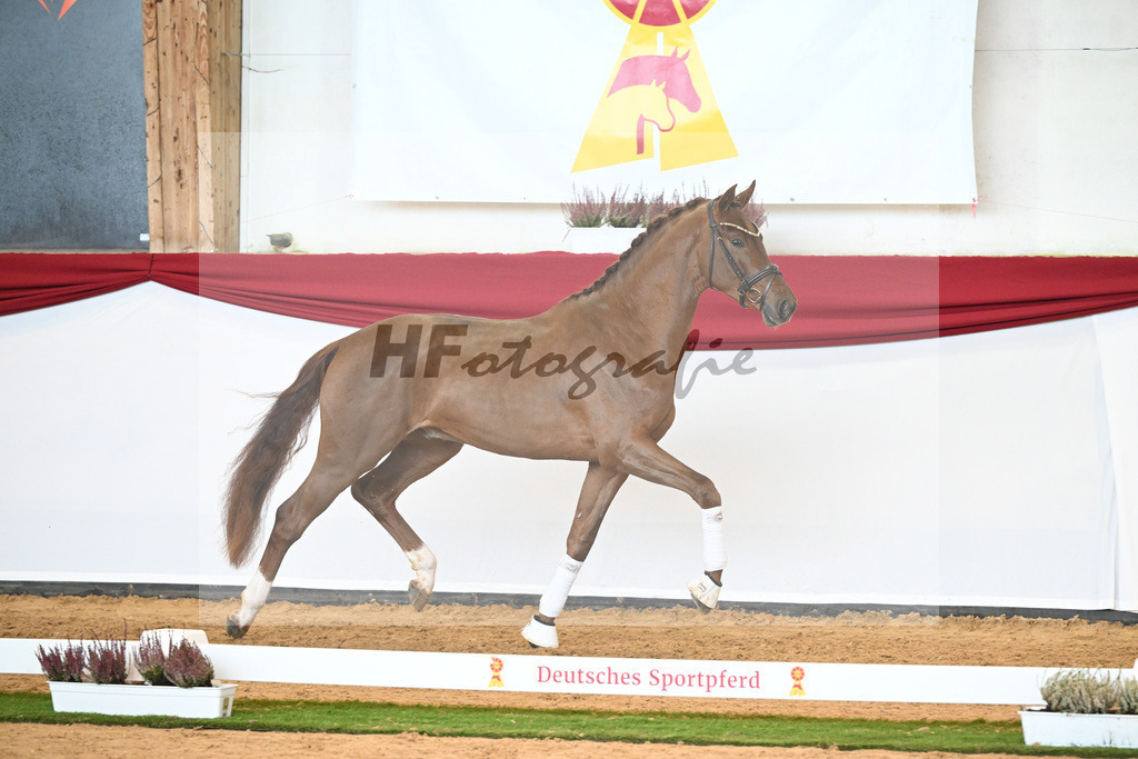 Kat-Nr. 57 Vitalis x Borsalino_Wiens_47240867 | hf-fotografie - Realizzato con Pictrs.com