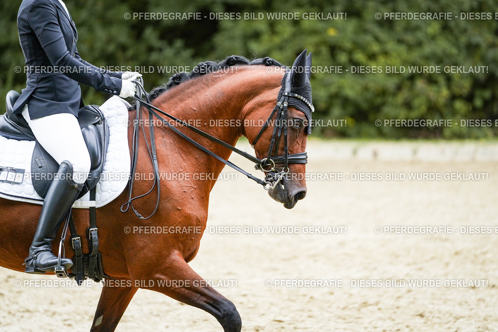 DSC01637 | Pferdegrafie