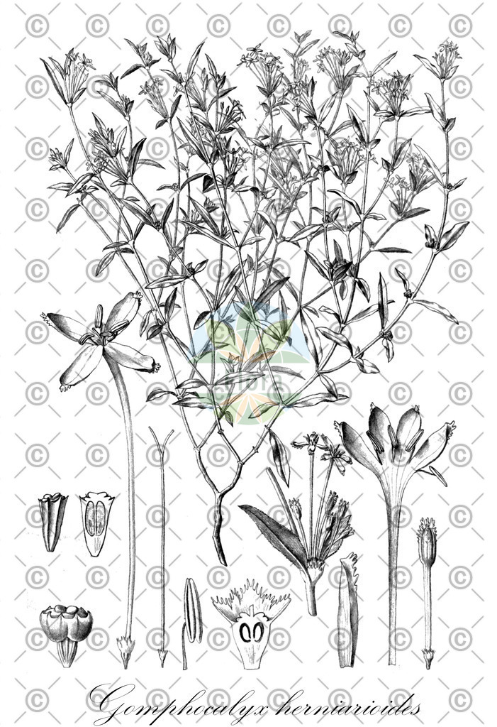 HistAbb_wfo-0000705797_1_ENZY_Simple | Historische Abbildung von Gomphocalyx herniarioides - Rubiaceae | Historical Illustration of Gomphocalyx herniarioides - Rubiaceae