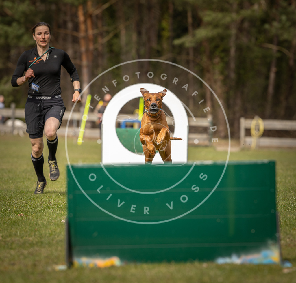 Pfotenfotografie_DV3A8250 | Hundefotografie, Tierfotograf, Pfotenfotografie, Fotoshooting Hund, Hunde Portrait, Hundesport, Hundeportraits, Heideshooting, Hunde, Sportfotograf, Hundefotograf, Turnierhundsport, THS,  - Realisiert mit Pictrs.com